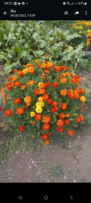 Продам дачу район Лесхоз