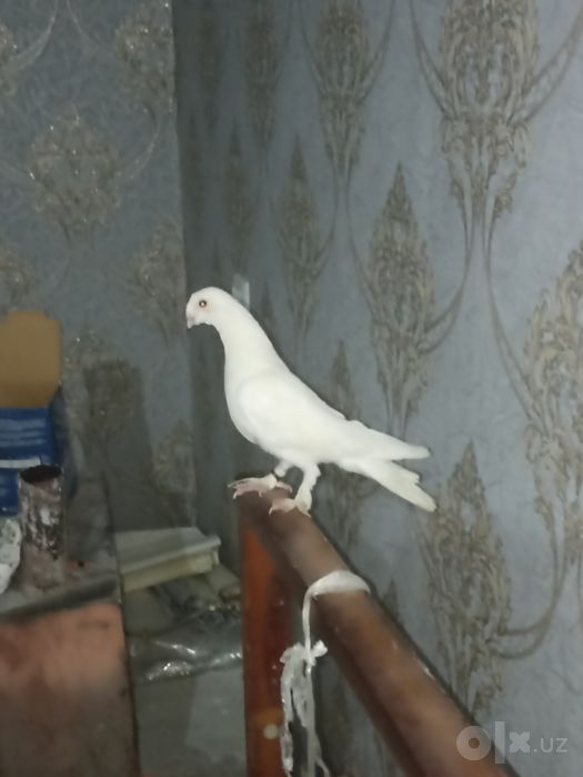 Kabutar nar barter bor