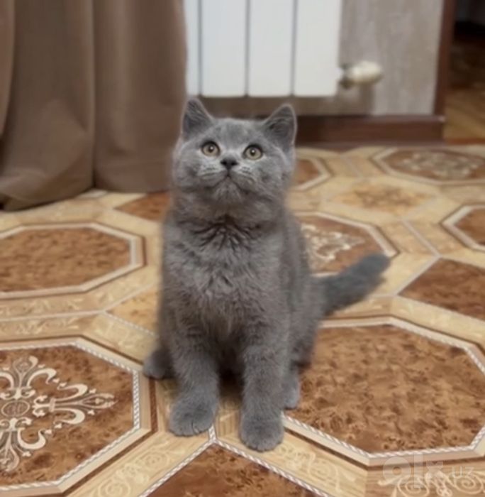 Продаётся шотландец страйт