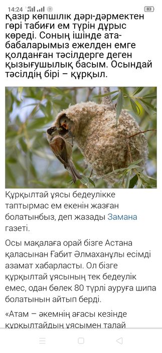 Гнездо ремезы настоящие