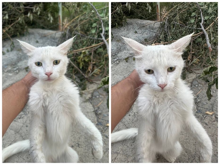 Пристраиваются кошки