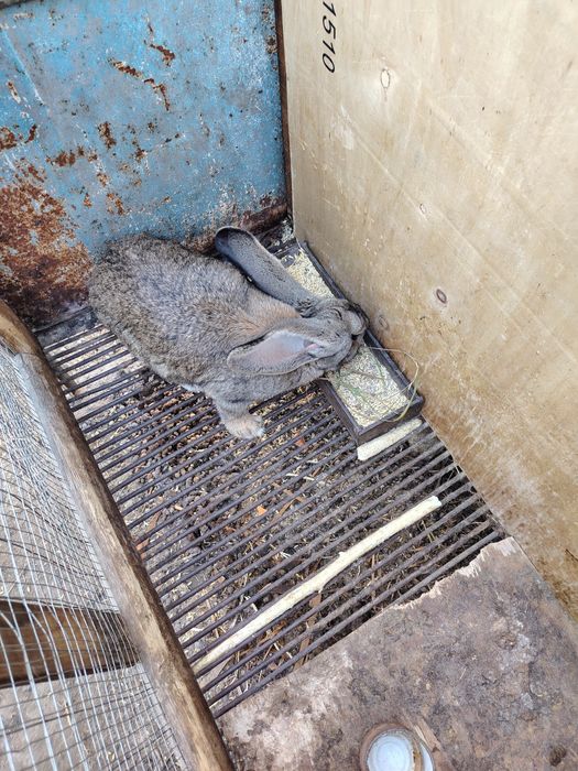 Продам крола и кролиху