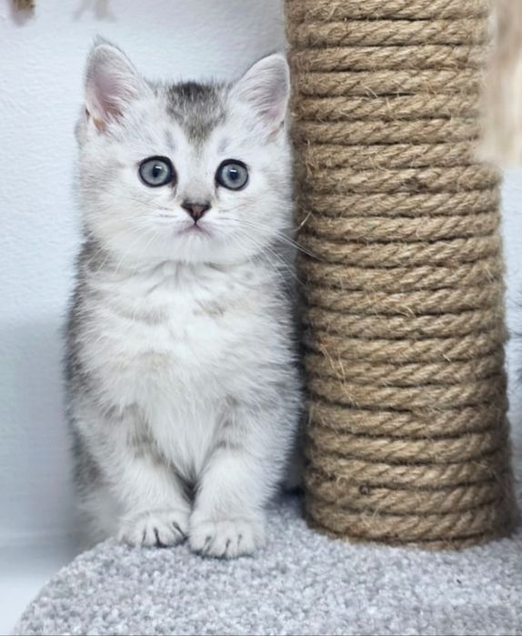 ШоТлаНдские КотЯта..