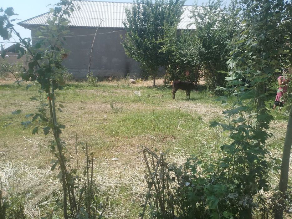 Chiroqchi kishmishtepa maxallasida yir uchastkasi sotiladi