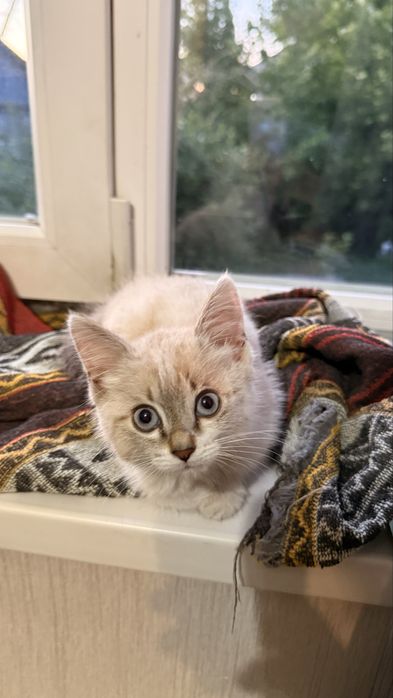 Отдам сиамского котенка