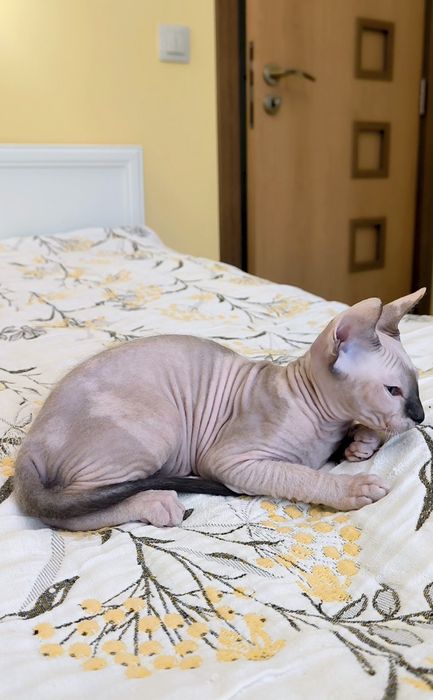 Донски Сфинкс със сине очи с родословие