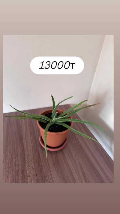 Үй гүлдері сатылады