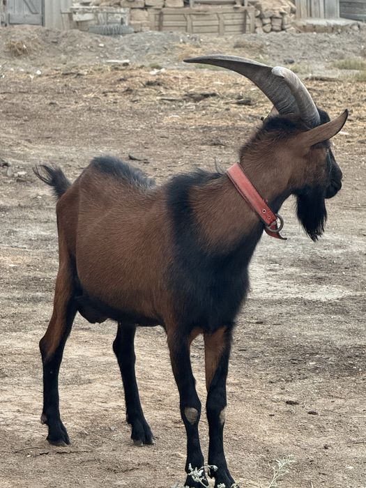 Альпи чех  теке.