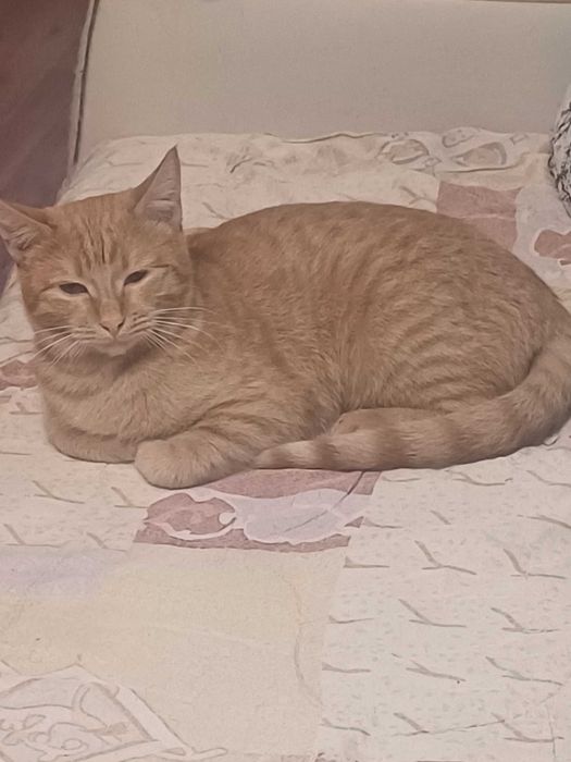 В добрые ответственные руки