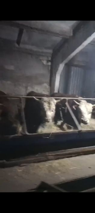 Белоголовые бычки