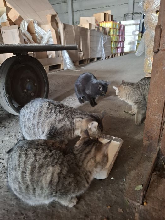 Отдам котят в добрые руки.