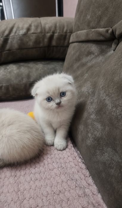 Британские котята