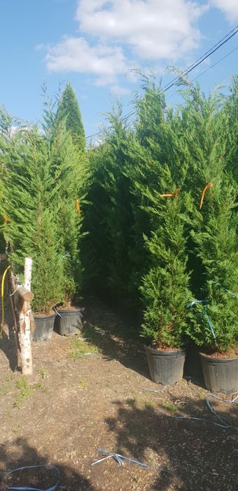 Leylandy verde /Leylandy gold de mai multe dimensiuni