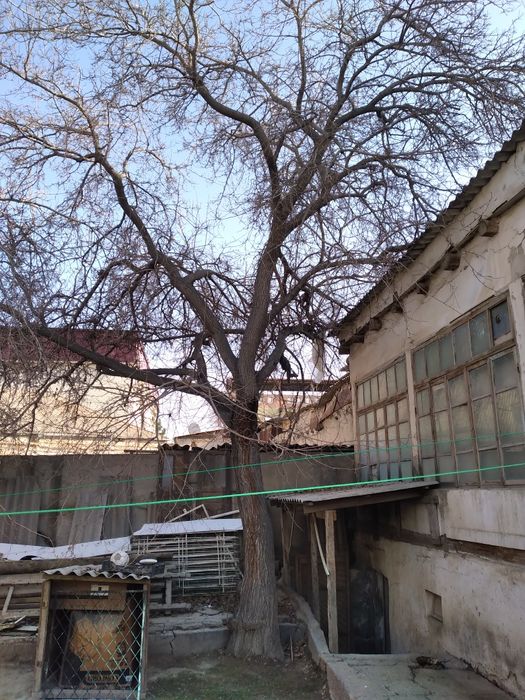 Куриган тут дарахтлари утин учун сотилади