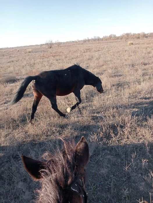 Жылқы етін сатамын!