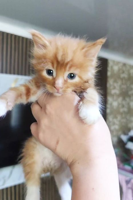 Мейн Кун чистокровные котята