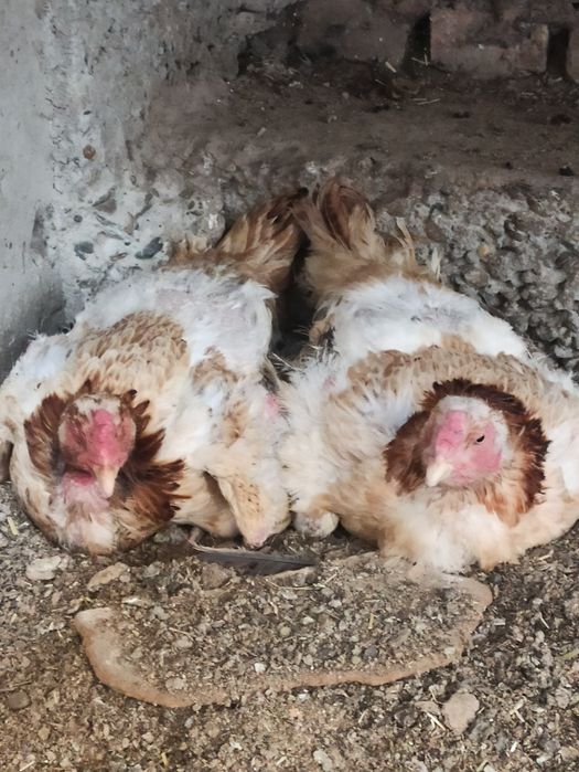 Dakan jujalar sotiladi va kurk kulangi tovuqlar xam