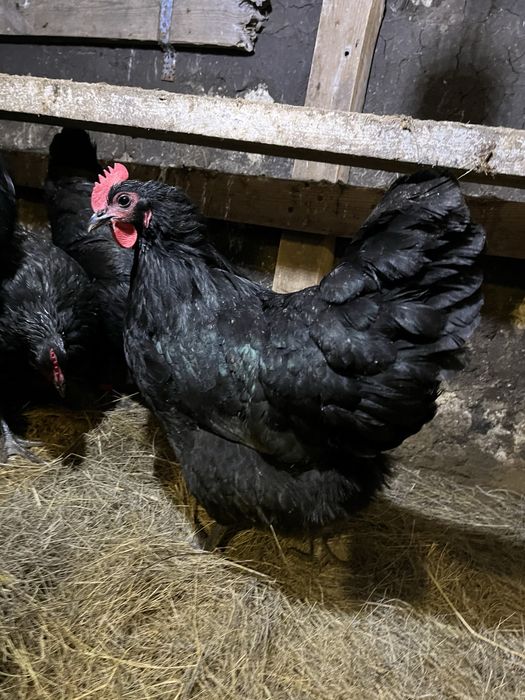 Черный австралорп