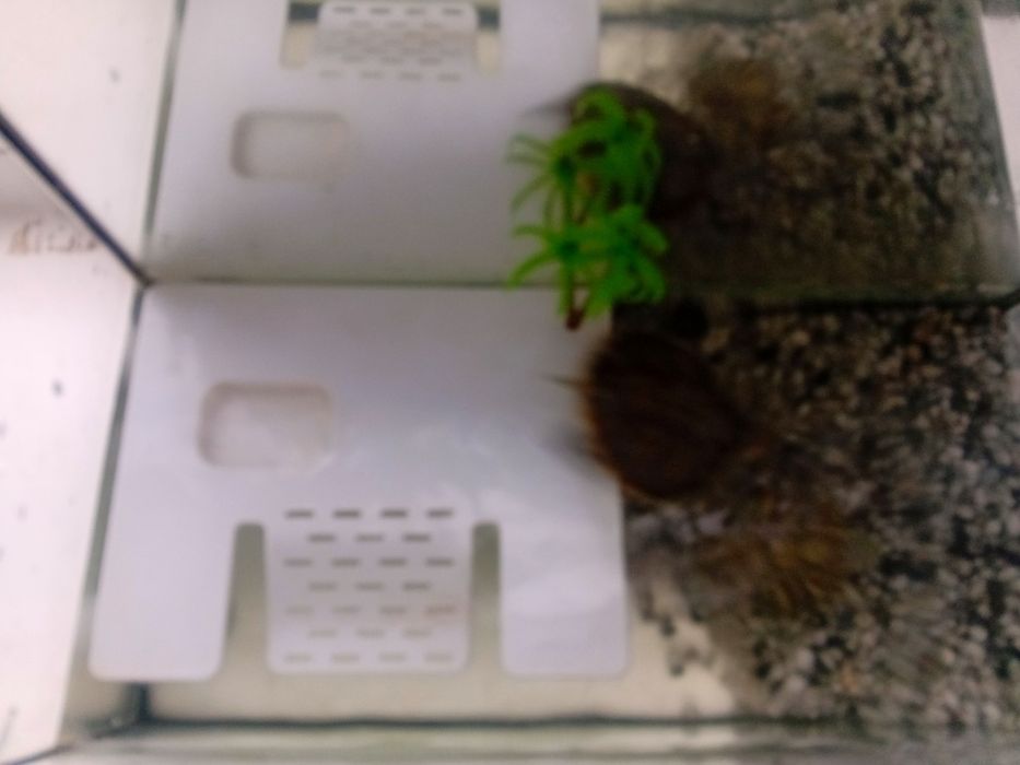 Продам черепашек с аквариумом