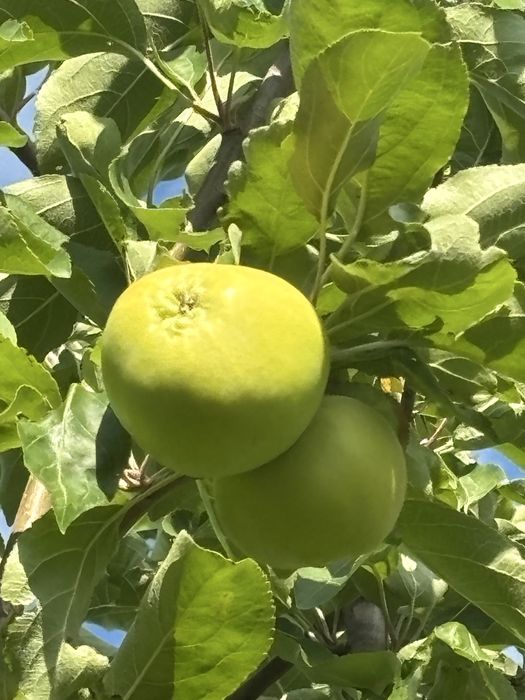 Дача Дачный участок Гудок