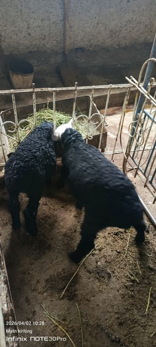 Барралар сотилади