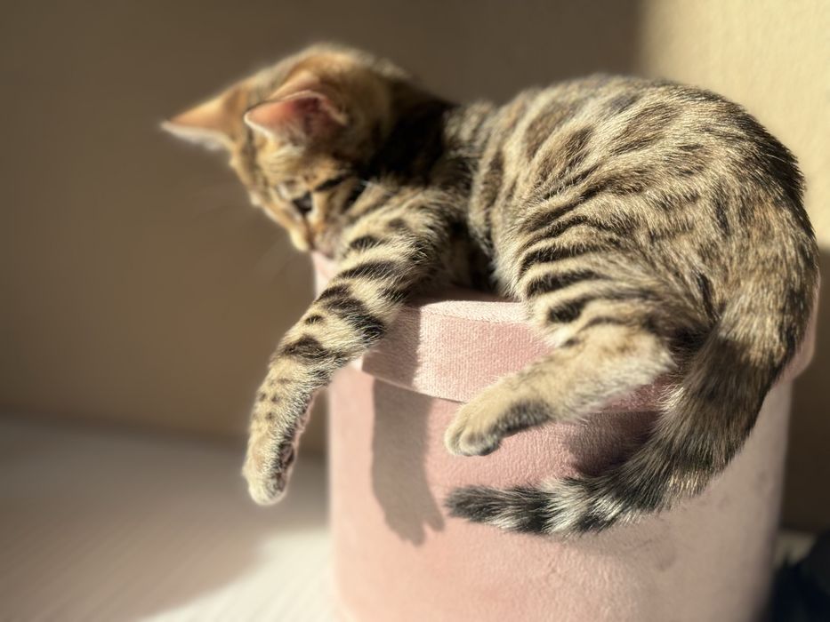 Бенгалски котета!