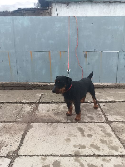 Вязка немецкий ягдтерьр