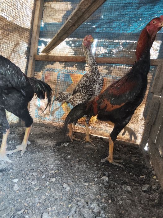 Петух бойцовый джужики