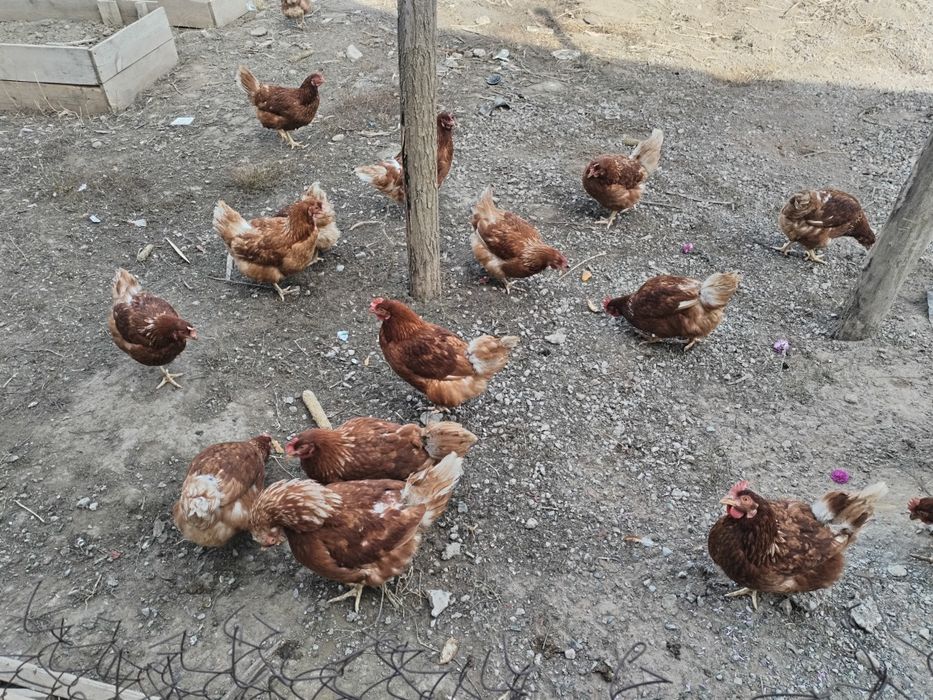 Куры несушки Ломан браун