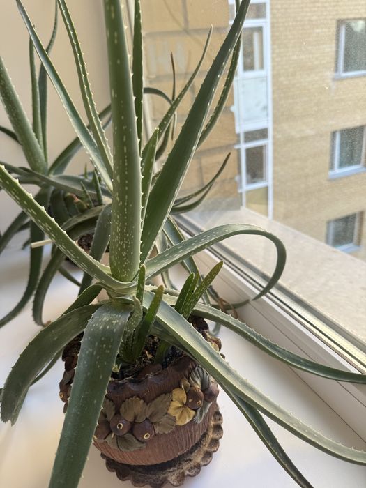 Цветы Алое вера лечебные