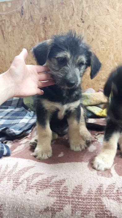 Щеночки звоночки