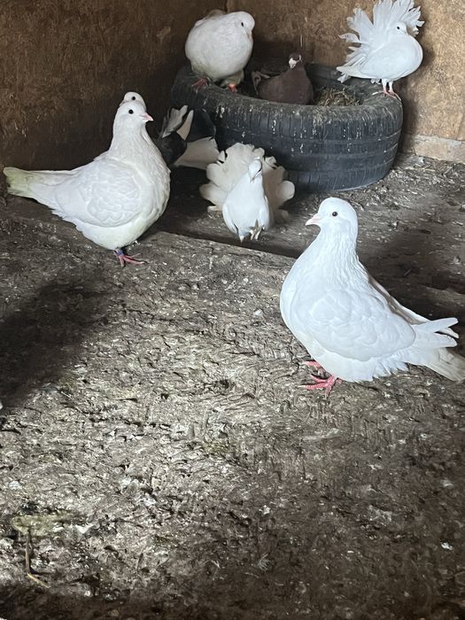 Porumbei straseri pe alb   Voltati  si Creti  francezi