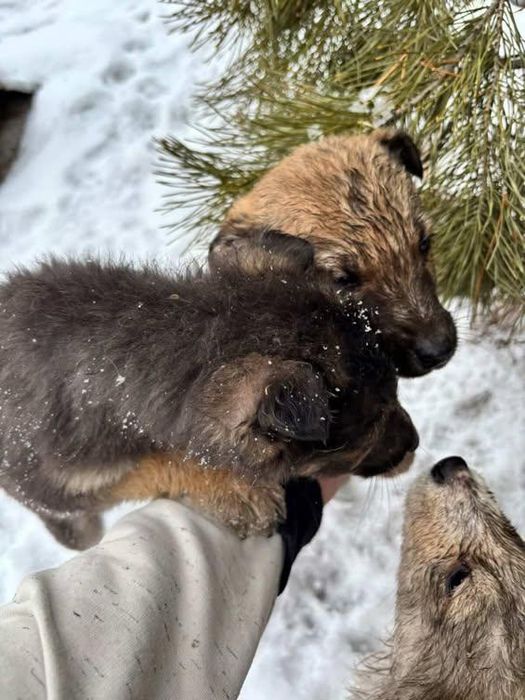 Срочно-срочно ищем добрые руки