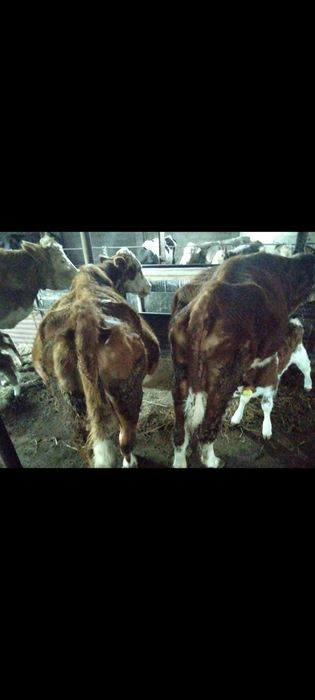 Сиыр бузаумен сатылады