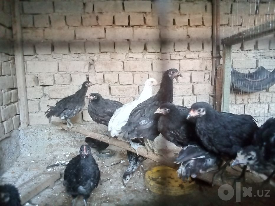 кора товук жожалари сотилади