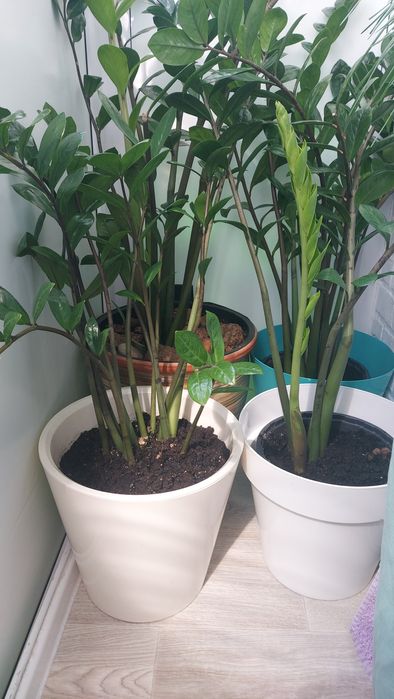 Долларовое дерево