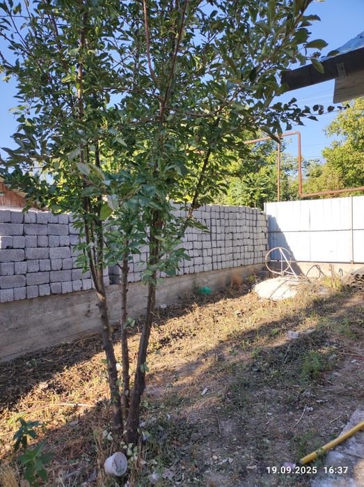 Продается дом Тюлькубасский район Састобе