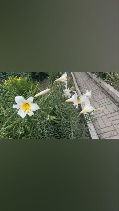 Продаю дачу 10 соток