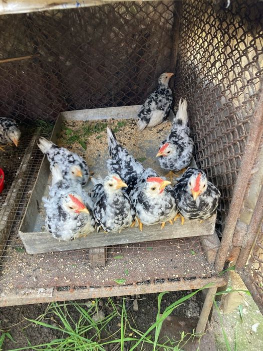 Oua din păsări de expoziție Chabo Bobat de vânzare!