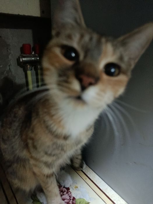 Mushuk Hadiya  parodali