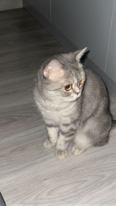 Отдам кошку в добрые руки