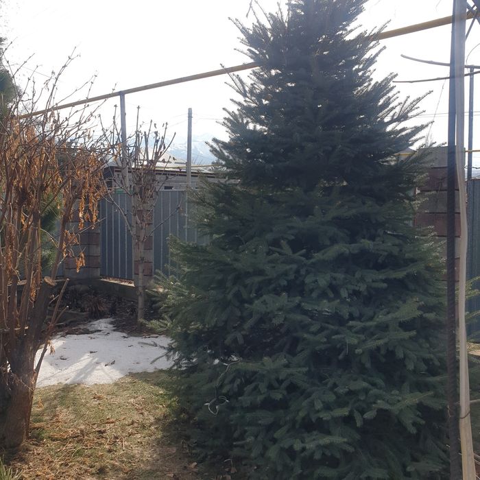 Продам голубую ель