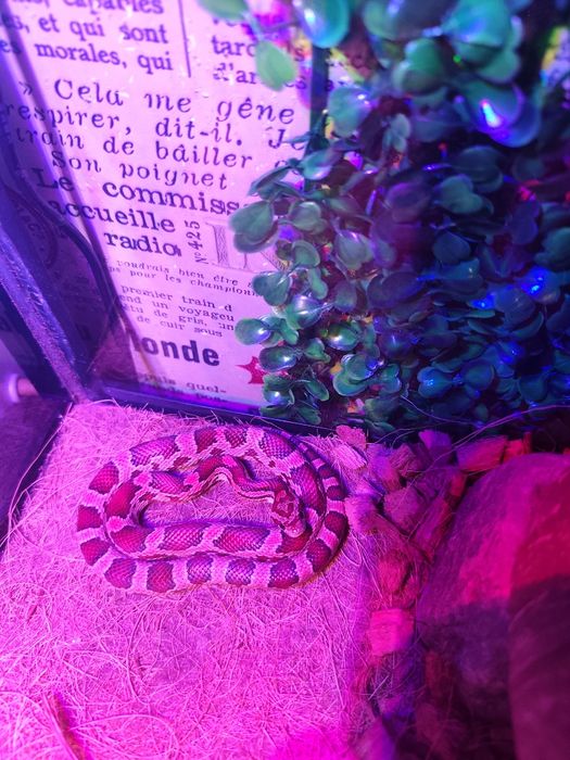 Маисовый полоз и террариум