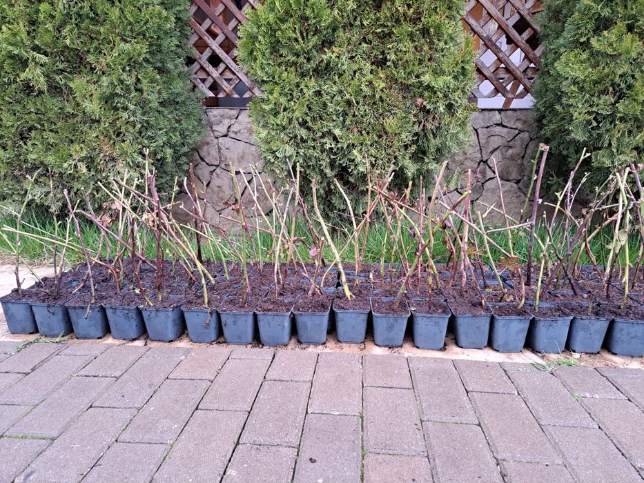 Mure Thornfree  si mure chester  foarte sanatoase si gustoase