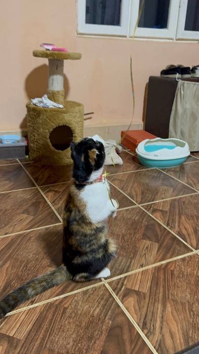 Muwu sotiladi srocna