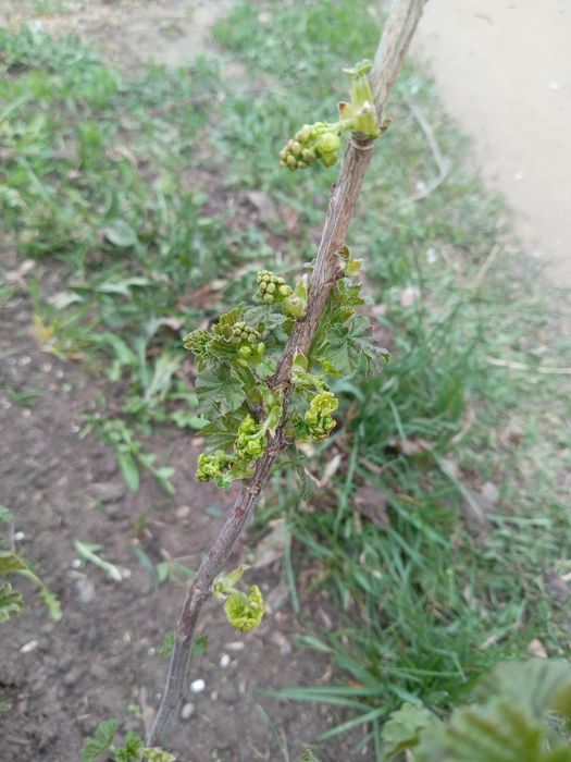 Крыжовник, Малина, Смородина