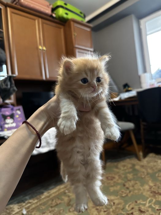 Продам котят смесь скоттиш-фолд и британской длиношерстной