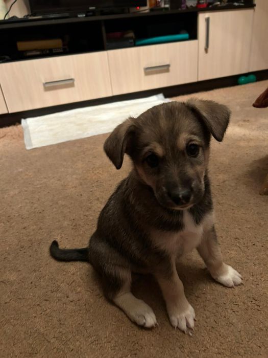 Отдадим Щеноков срочно