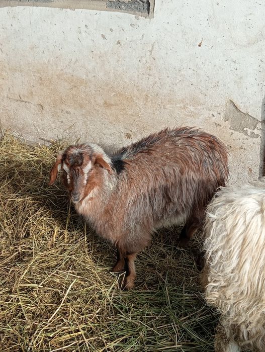 Ешкі, тоқты сатылады