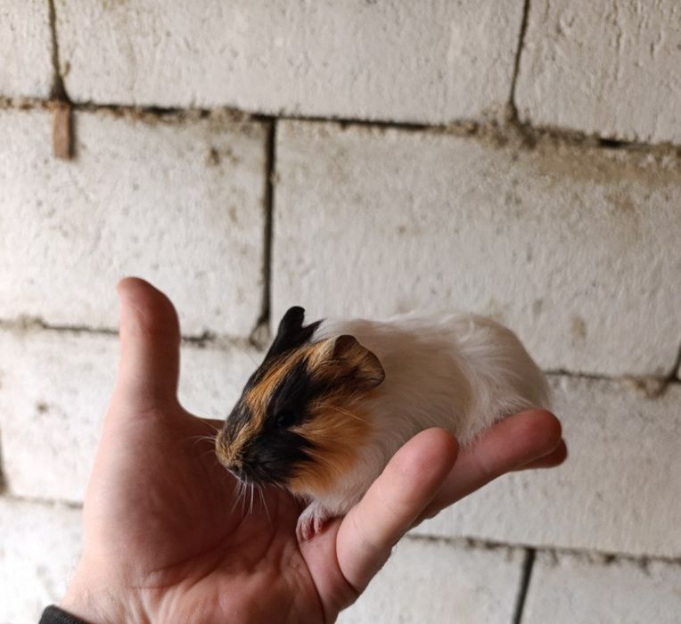 Продаются морские свинки